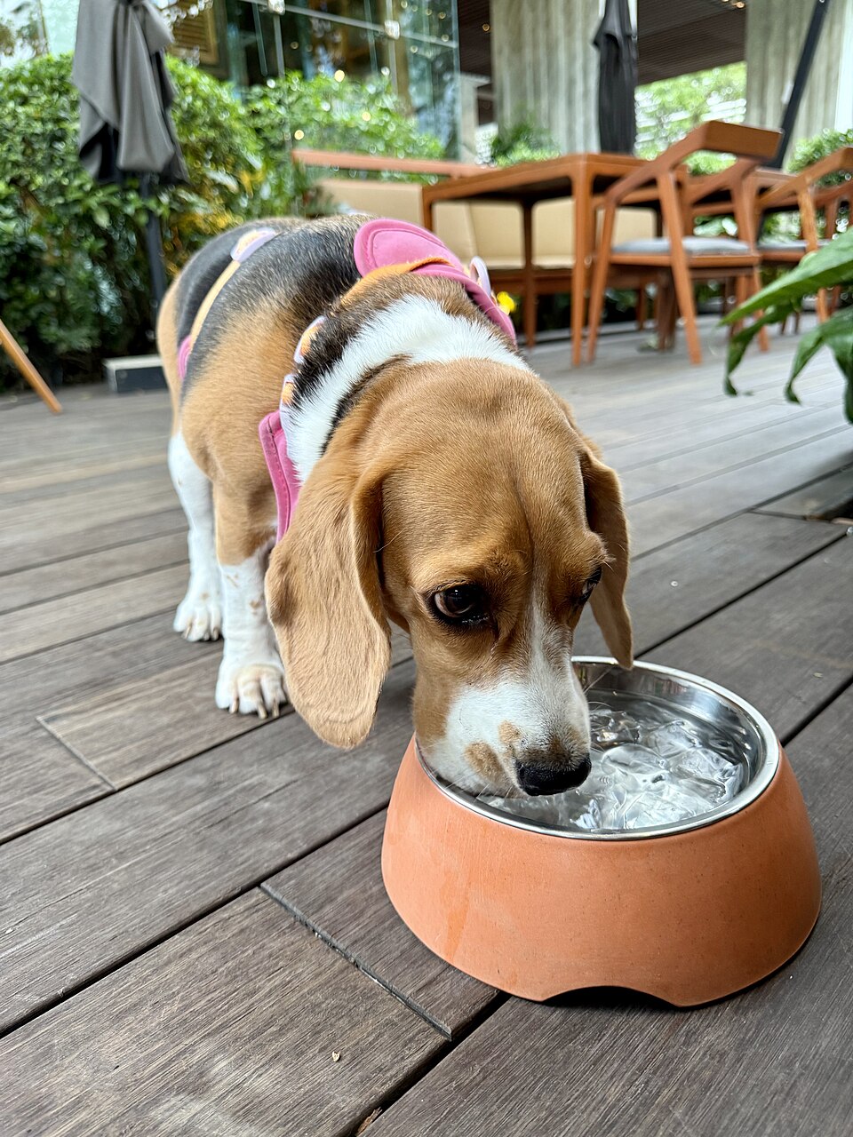 Coco the Beagle drinking water from a bowl