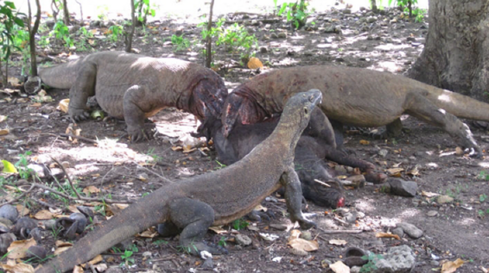 Ancient Hobbits Likely Scavenged Komodo Dragon Kills Rather Than Hunting Elephants