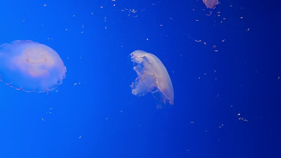 Jellyfish Videos Show Casual Tone Raises Science Curiosity Online