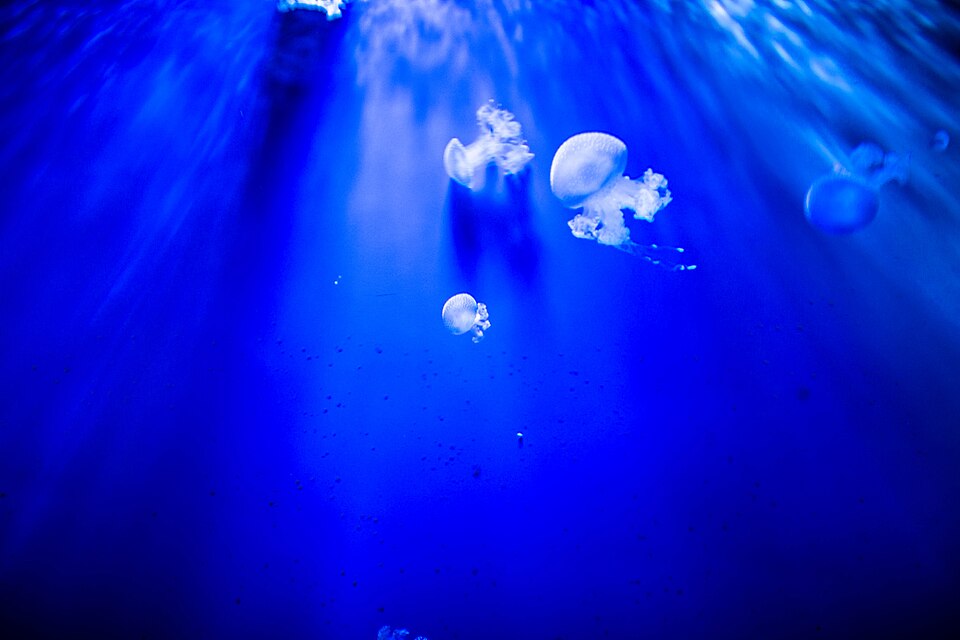 The English popular name jellyfish has been in use since 1796.[4] It has traditionally also been applied to other animals sharing a superficial resemblance, for example ctenophores (members from another phylum of common, gelatinous and generally transparent or translucent, free-swimming planktonic c