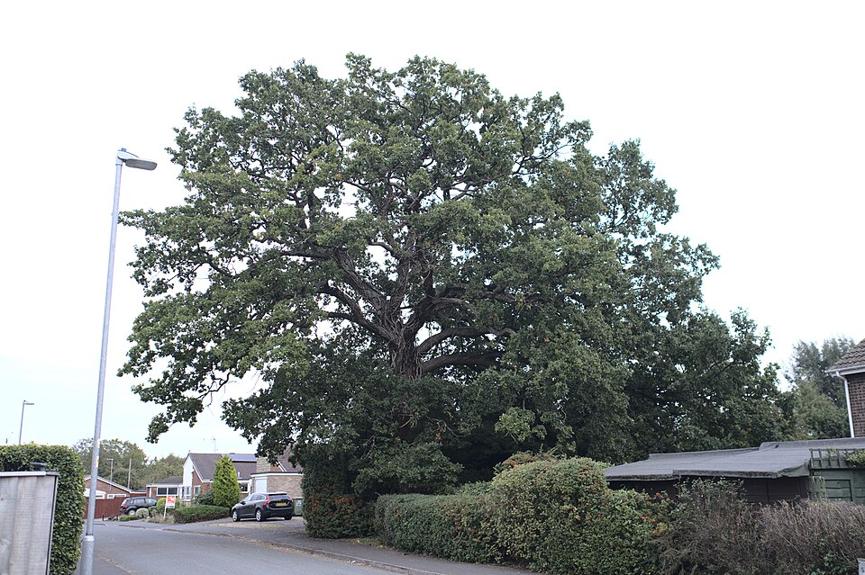 An Urban Tree