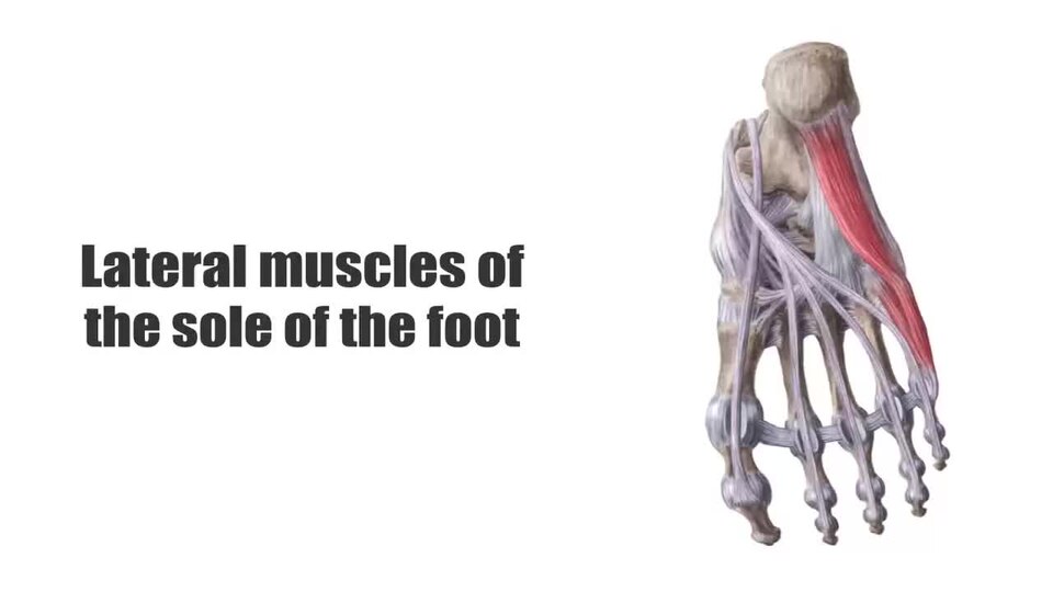 Anatomy video from youtube by Kenhub. Licenced as CC-BY as of download date 3/1/15