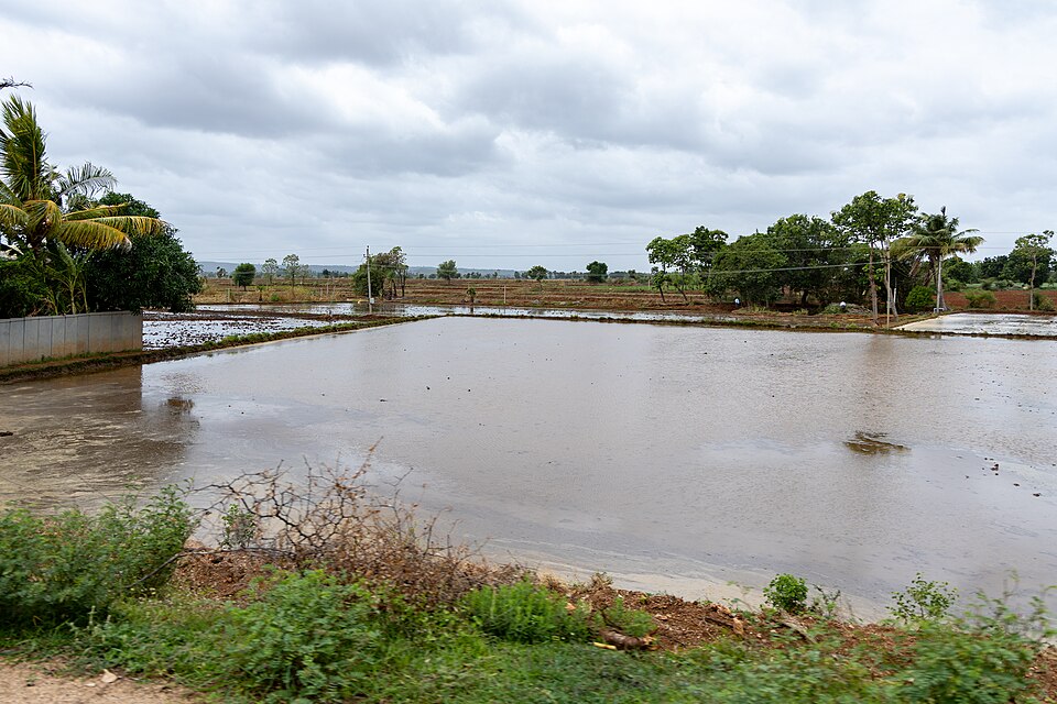 Flooded paddy field in Raichur district, Karnataka, India, photographed during the monsoon season in July 2025.The image shows an agricultural field prepared for rice (paddy) cultivation, with standing water maintained across the field surface. Such controlled flooding is a common practice in paddy