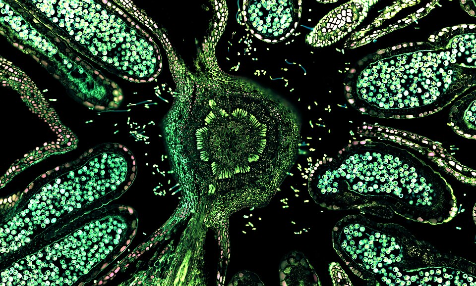 Hazelnut (male flower), overlay of 7 channel autofluorescence microscopy. Imaged with ZEISS Axio Observer, Axiocam, Colibri 7. www.zeiss.com/axioobserver

Images donated as part of a GLAM collaboration with Carl Zeiss Microscopy - please contact Andy Mabbett for details.