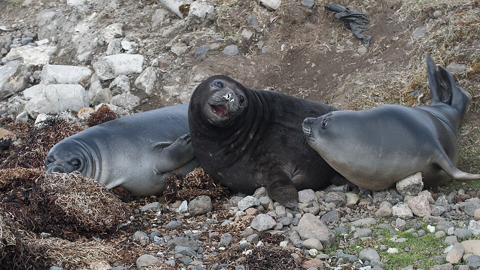 A juvenile Southern elephant seal, Kerguelen Islands, TAAF, France.