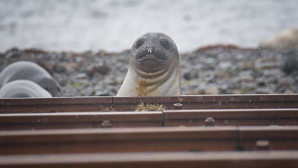 Viral Elephant Seal Neil Teaches Scientists About Marine Mammal Behavior