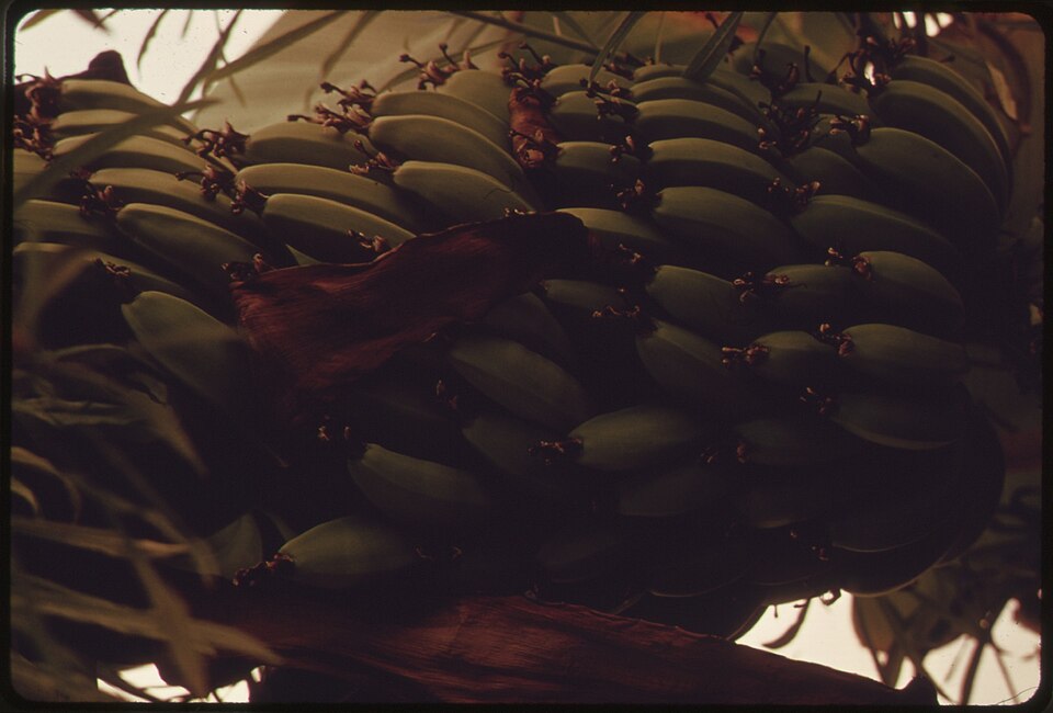 BANANAS BEING GROWN IN A SECTION OF THE UNIVERSITY OF ARIZONA'S ENVIRONMENTAL RESEARCH LABORATORY NEAR TUCSON. SOLAR... - NARA - 555338