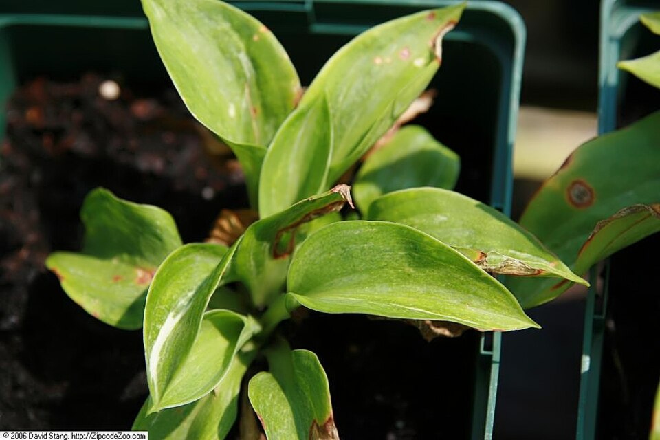 Location taken: Behnke Nurseries, Potomac MD USA. Names: Hosta 'Spilt Milk'  , Funkia, Plantain Lily, Spilt Milk Host Classification: Plantae > Angiosperms > Monocots > Asparagales > Asparagaceae > Hosta > Hosta 'Spilt Milk'.