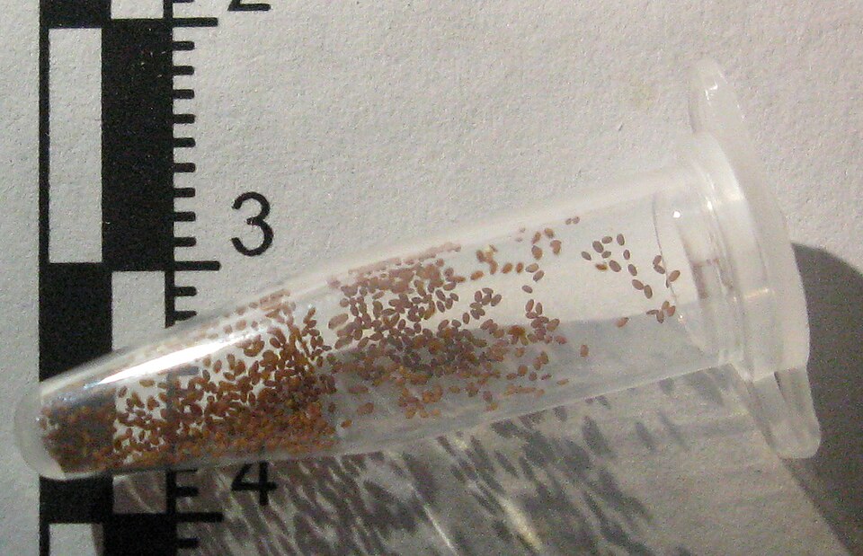 Arabidopsis thaliana seeds