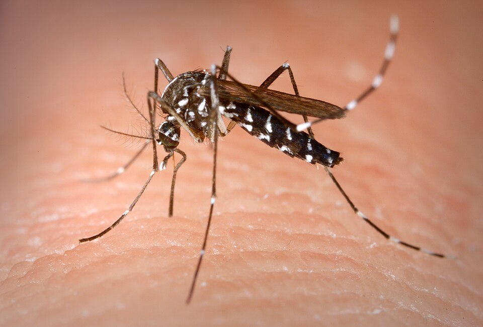 This is an Aedes albopictus female mosquito obtaining a blood meal from a human host.

Under experimental conditions the Aedes albopictus mosquito, also known as the Asian tiger mosquito, has been found to be a vector of West Nile virus. Aedes is a genus of the Culicine family of mosquitos.