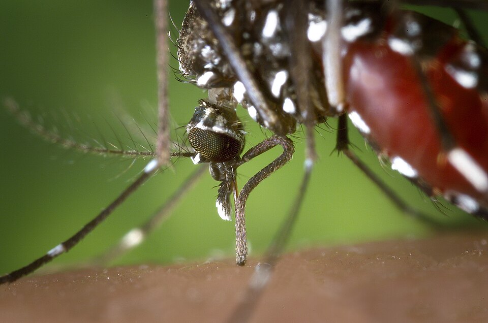 Mosquito Species Expanding North as Climate Change Alters Disease Risk