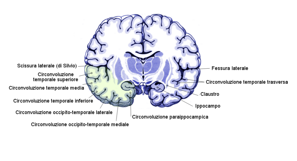 Italian version of File:Gehirn_Frontalschnitt_hippocampus.png.
 This  PNG graphic was created with Inkscape .