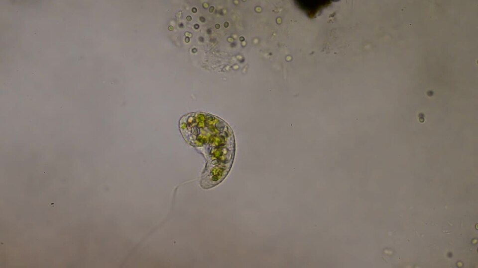 Ciliate cell (with green algal endosymbionts) feeding on a filamentous bacterium. The ciliate appears to struggle with consuming the bacterium because it is too long to be engulfed in one go.Date: 23 Aug 2011Location: Euglena-rich pond in the botany garden, National University of Singapore.Micros