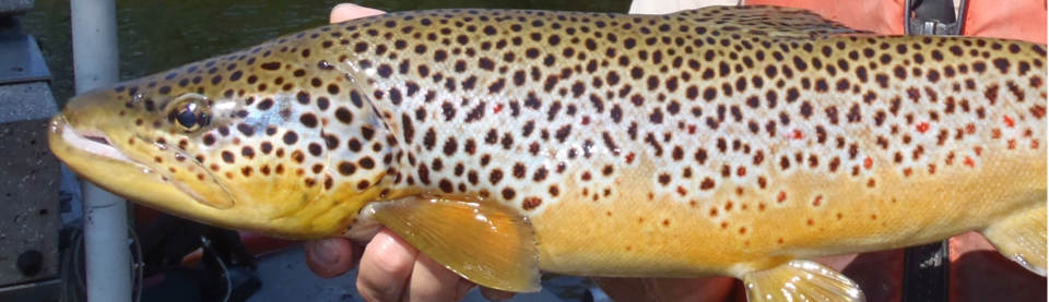 Hunter-Gatherers Stocked Norwegian Mountain Lake With Trout 7,000 Years Ago