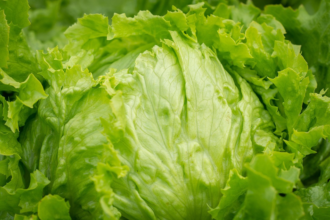 salad