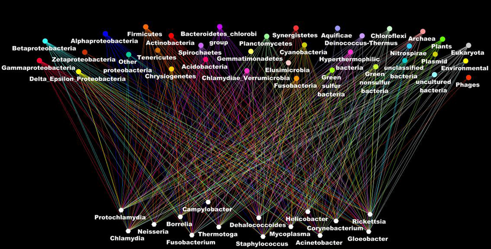 The ascendant genealogy or the rhizome of bacteria. Bacterial genomes (at the bottom in blank) have a mosaic structure as a result of lateral inheritance from the different organisms in the different taxonomic group (at the top of the figure). Each line indicates the taxonomic origin of the putative