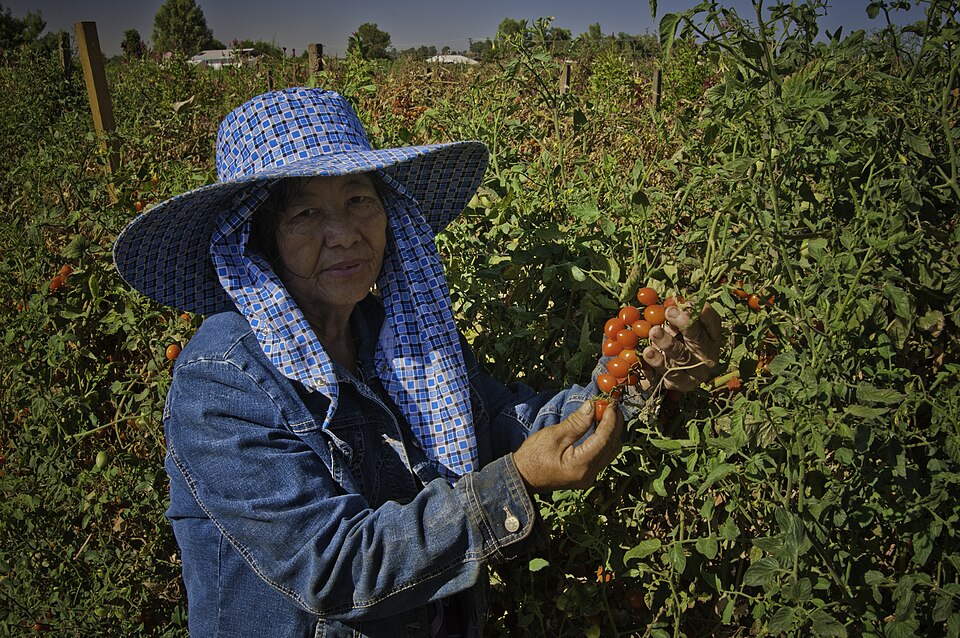 May Young Vu a Moung farmer harvesting cherry tomatoes on her farm May's Flower's in Sanger, California.