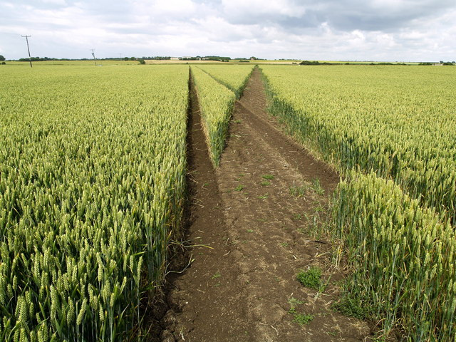 Footpath through the Field, Hollym, East Riding of Yorkshire, England.The considerate farmer has cut a wide path (the right-hand fork) through his crop to provide footpath access.  The left track will be where he's driven his tractor to spray the crop.