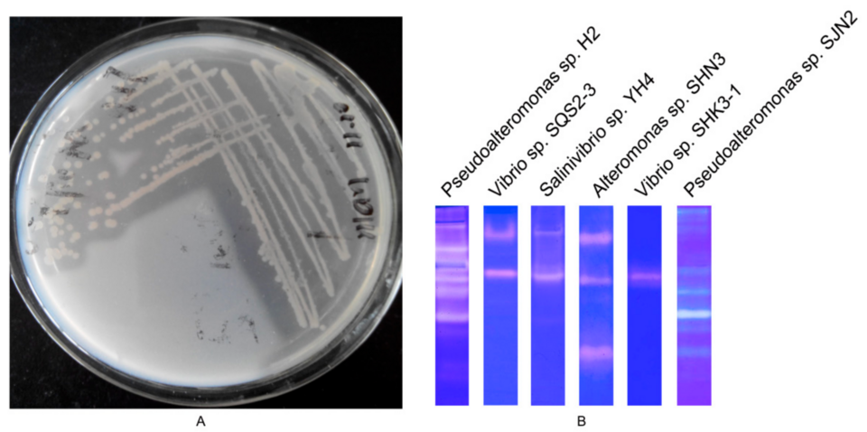 Screening of Pseudoalteromonas sp. H2. (A). Formation of clear zones on a casein plate of strain H2. (B). Comparison of the caseinolytic profile from Pseudoalteromonas sp. H2, Vibrio sp. SQS2-3, Salinivibrio sp. YH4, Alteromonas sp. SHN3, Vibrio sp. SHK3-1, and Pseudoalteromonas sp. SJN2.