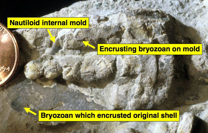 An encrusted Ordovician nautiloid internal mold showing contemporaneous dissolution of the original aragonite shell and calcitic cementation.