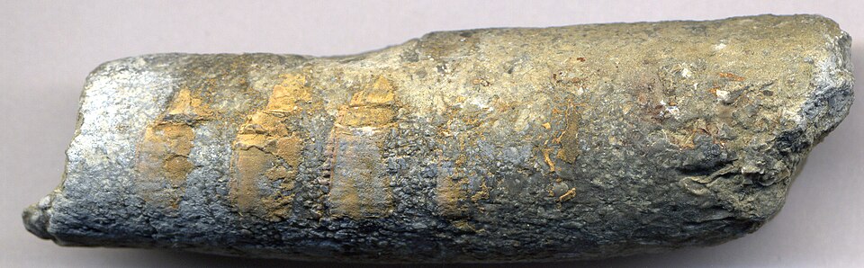 Marine Animals First Moved Into Empty Seashells 470 Million Years Ago