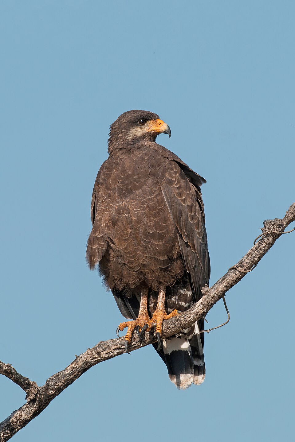 Cuban black hawk (Buteogallus gundlachii), Cuba