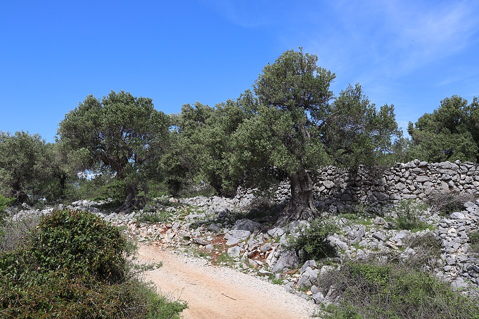 Nature reserve Olive-Gardens, Lun, Croatia.