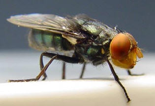 Colorado State Researcher Studying Wound Odors to Build Better New World Screwworm Traps