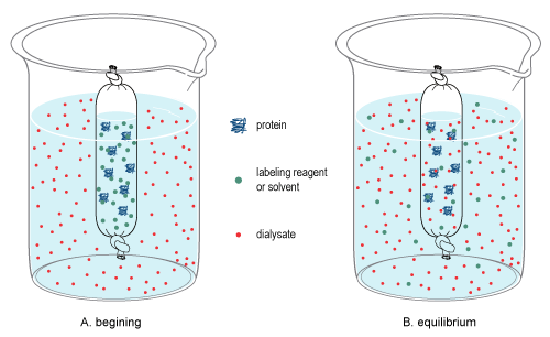 Graphic showing the diffusion of solutes across a membrane during dialysis