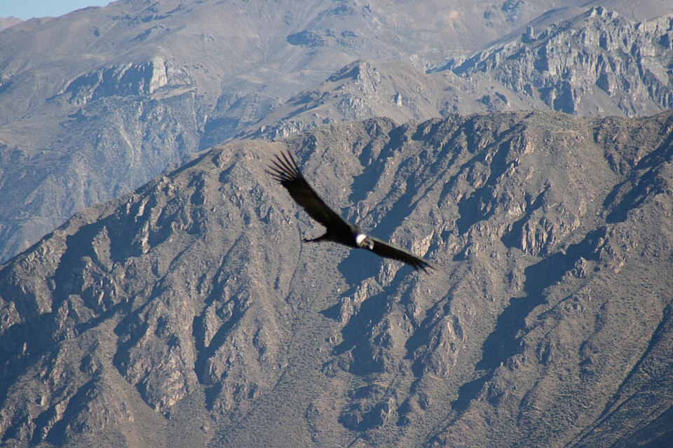 Andean Condors Save Energy by Flying Together in Groups