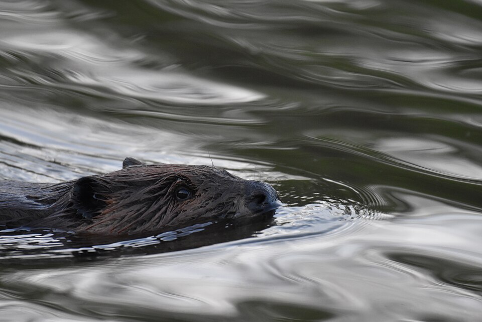 Health Officials Search Maryland Park for Rabid Beavers After Teen Is Bitten