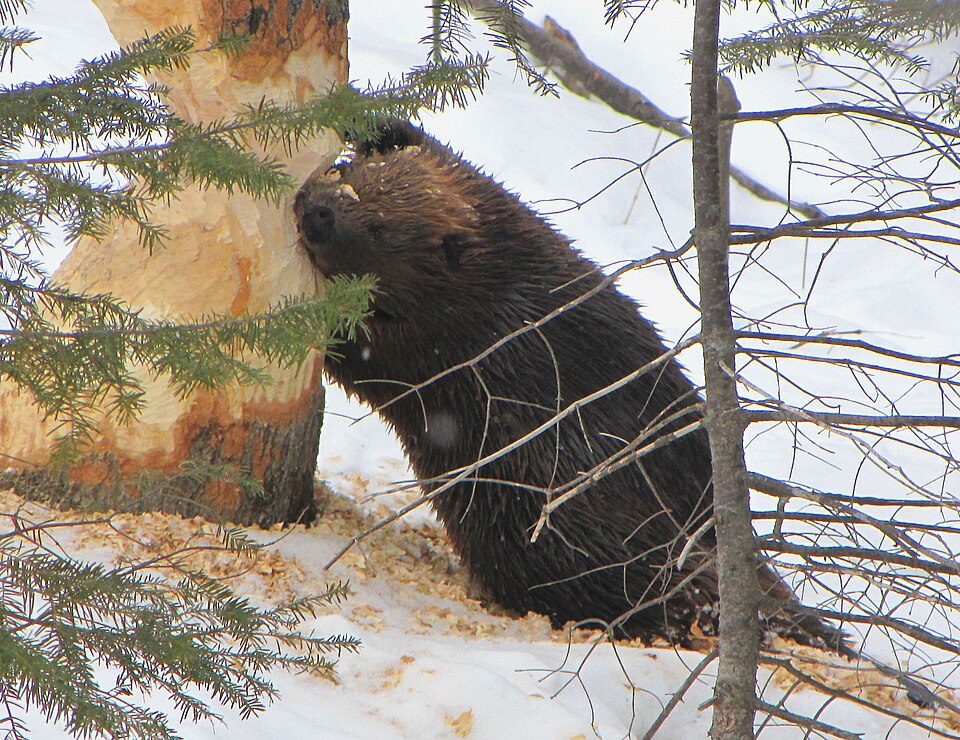 North American Beaver (Castor canadensis), tree cutting, Gatineau Park, Quebec, Canada.