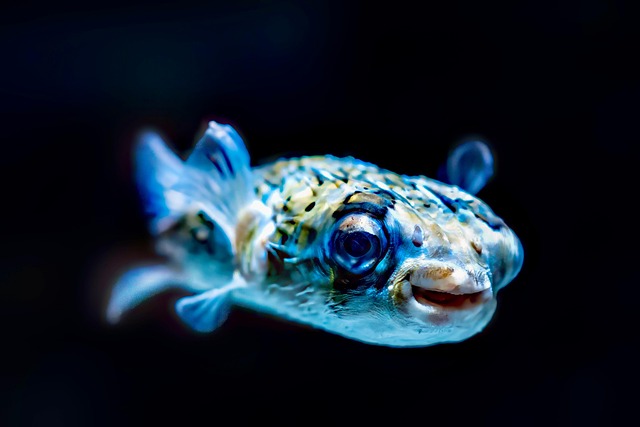 Tel Aviv University Model Predicts Which Red Sea Fish Will Invade the Mediterranean Next