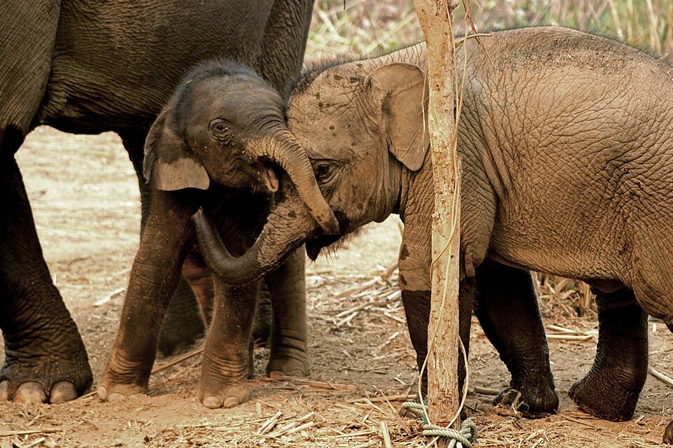 The baby Asian elephants are playing together at the nursery in an elephant conservation center in Laos. In partenership with ElefantAsia this sanctuary hosts an elephant hospital. Photo Fabien BASTIDE