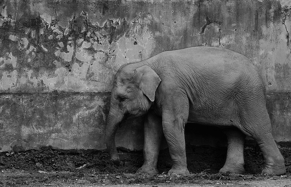 New Vaccine Shows Promise Against Deadly Elephant Herpesvirus