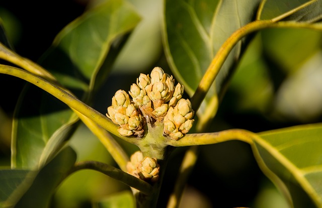 Gene Discovery Lets Avocado Breeders Skip Years of Waiting