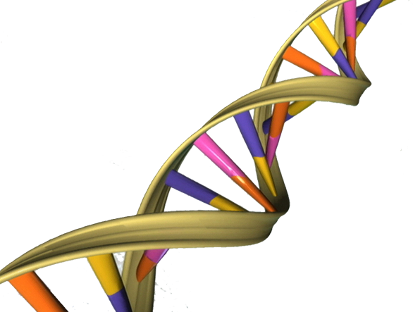 Mouse Study Finds Inherited Genes Influence Whether DNA Damage Leads to Cancer