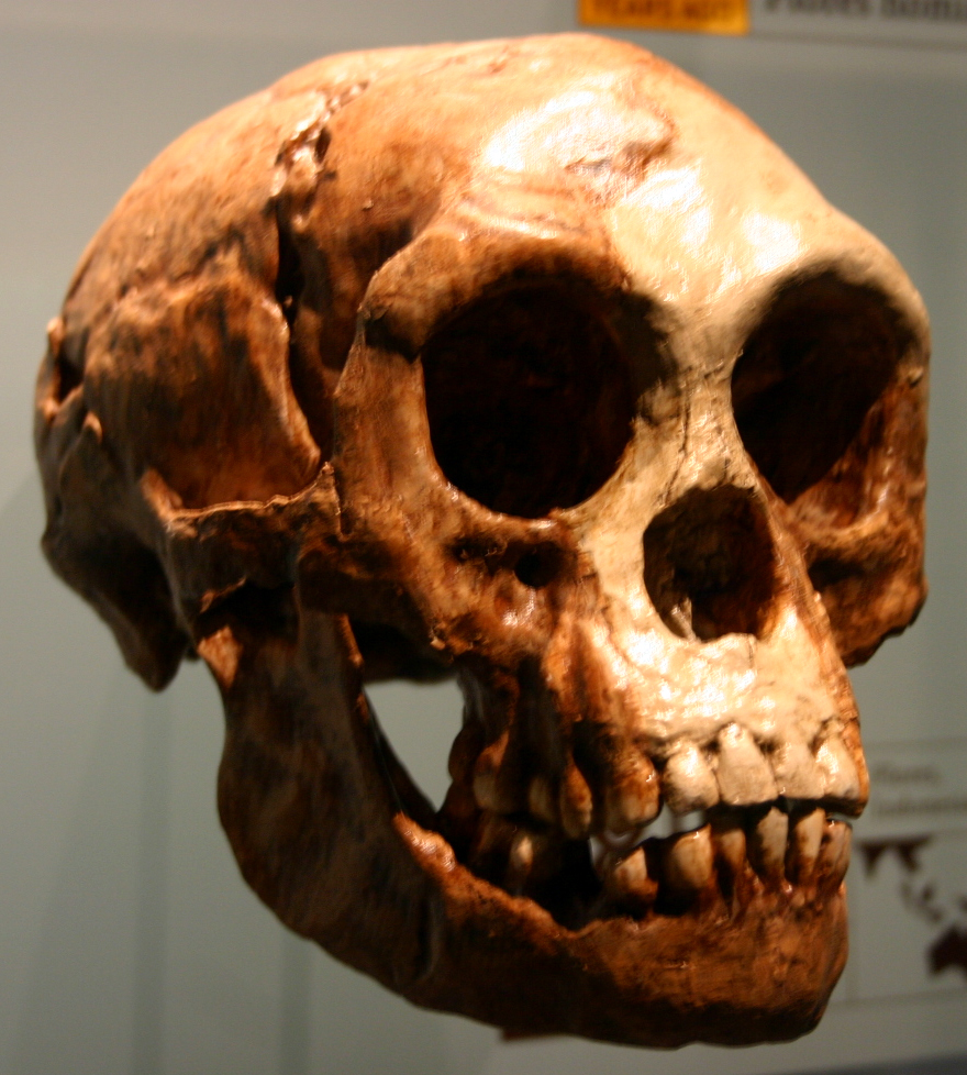 Fossil Skull Shapes Show Archaic Humans Also Had Helpless Newborns