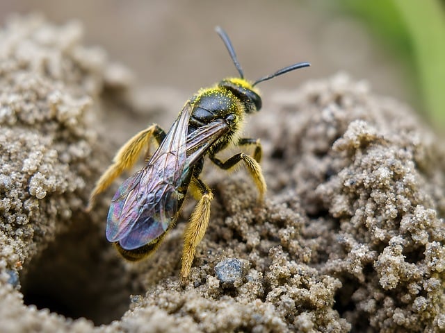 Queen Bee Pheromones Guide Daughters to Stay or Leave the Nest