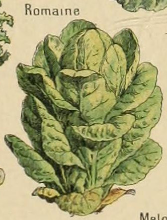 Romaine