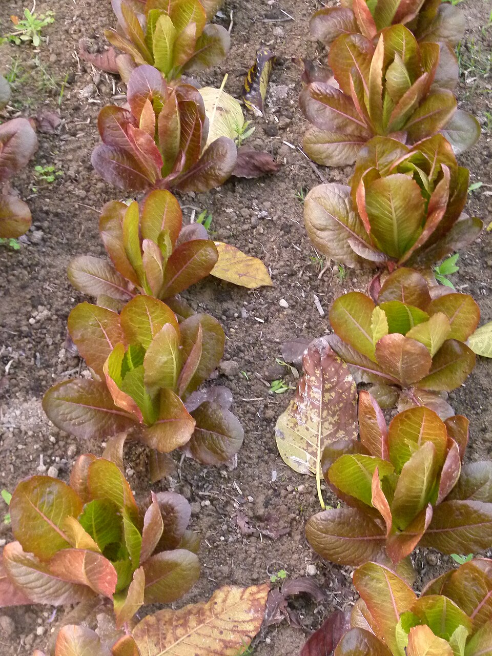 planted in an organic farm in Pabhoi, Assam, India