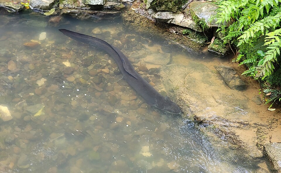 New Zealand Longfin Eels Grow Faster When Wetland Opens to the Sea, Study Finds