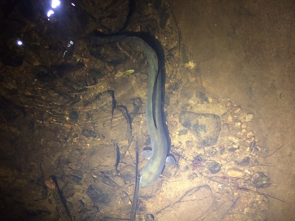 New Zealand Longfin Eel (Anguilla dieffenbachii)
