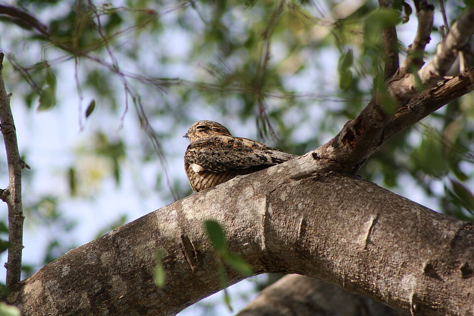 Antillean Nighthawk (Chordeiles gundlachii); napping in tree in Cabo Rojo National Wildlife Refuge, Puerto Rico