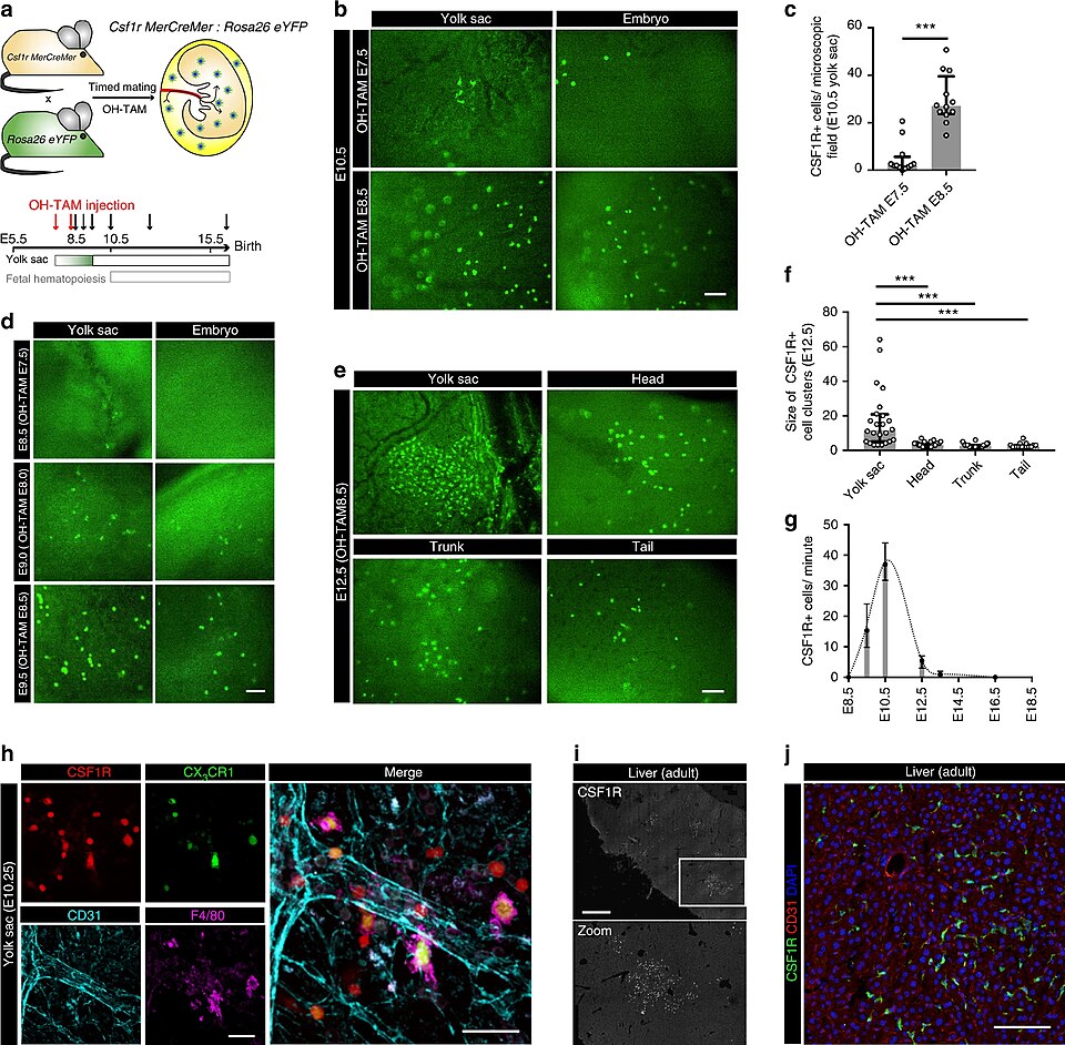Fig 6 (2 correction). Cellular expansion and morphology of CSF1R+ progenitors. a Schematic graph for the Csf1rMerCreMer:Rosa26eYFP mouse model with OH-TAM pulse labeling at E7.5 or E8.5 (red arrows) and subsequent analyses at indicated time points (black arrows). b, c Fluorescence pictures of E10.5