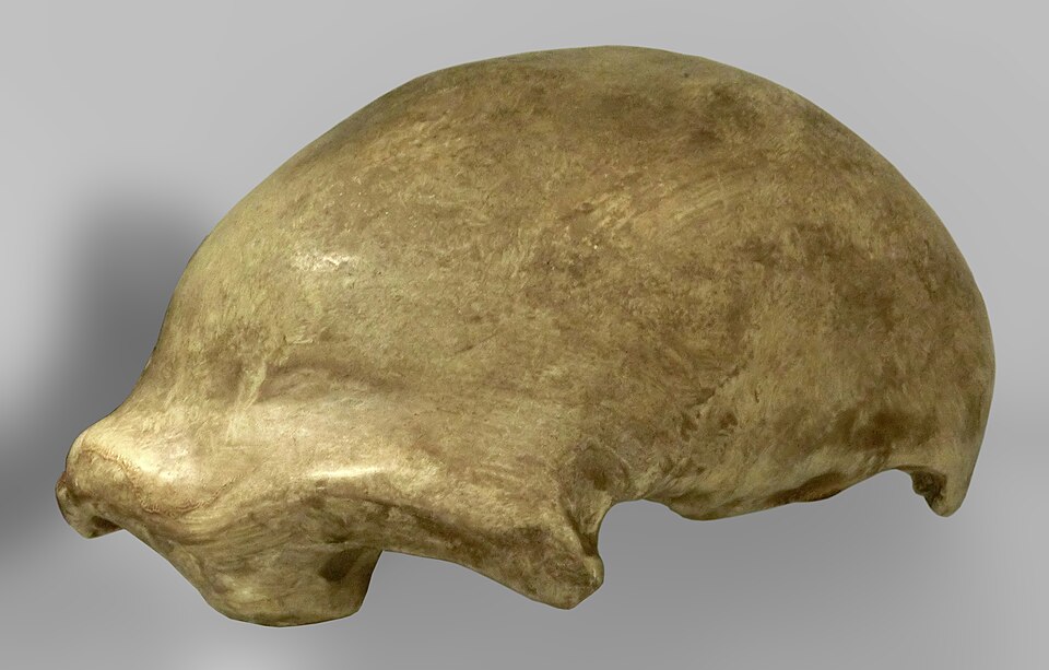 Homo neanderthalensis, avgjutning av skalltaket Neandertal 1 (Feldhofer 1) på Göteborgs Naturhistoriska Museum, Göteborg, Västra Götaland, Sverige. Skalltaket hittades i augusti 1856 i dåvarande Kleine Feldhofer Grotte, Neandertal i nuvarande Kreis Mettmann, Regierungsbezirk Düsseldorf, Nordrhein-We