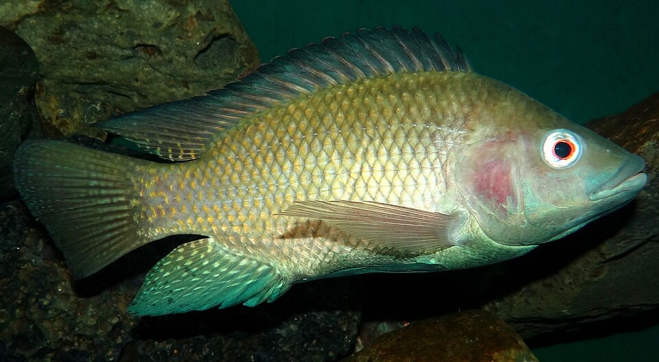 A Nile tilapia photographed at the Snake Park in central Nairobi.