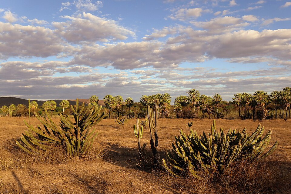 Brazil - Bahia - Biome transition - brazilian savanna - semiarid / Brasil - Bahia -  Transição de biomas - Cerrado - Caatinga