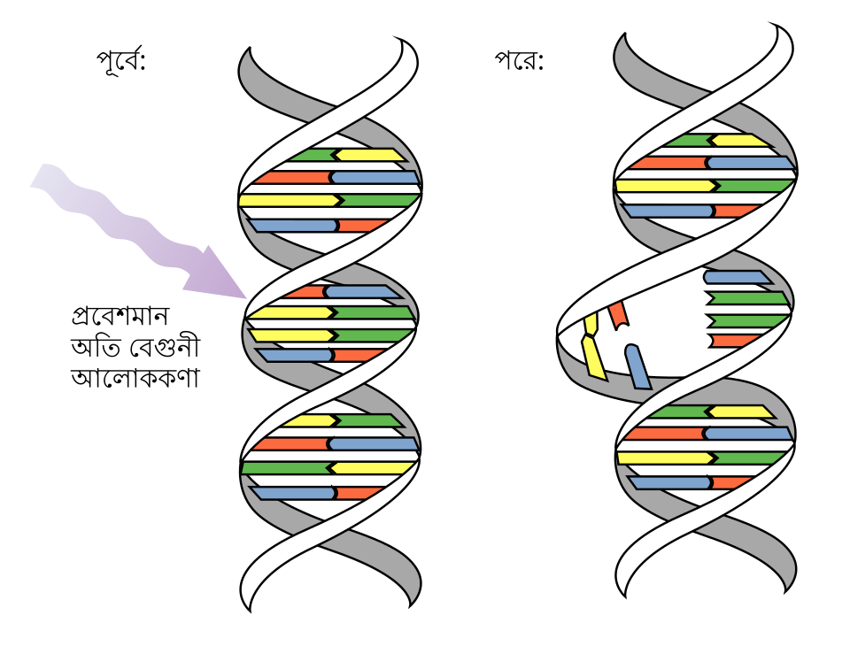 Ultraviolet (UV) photons harm the DNA molecules of living organisms in different ways. In one common damage event, adjacent bases bond with each other, instead of across the “ladder.” This makes a bulge, and the distorted DNA molecule does not function properly