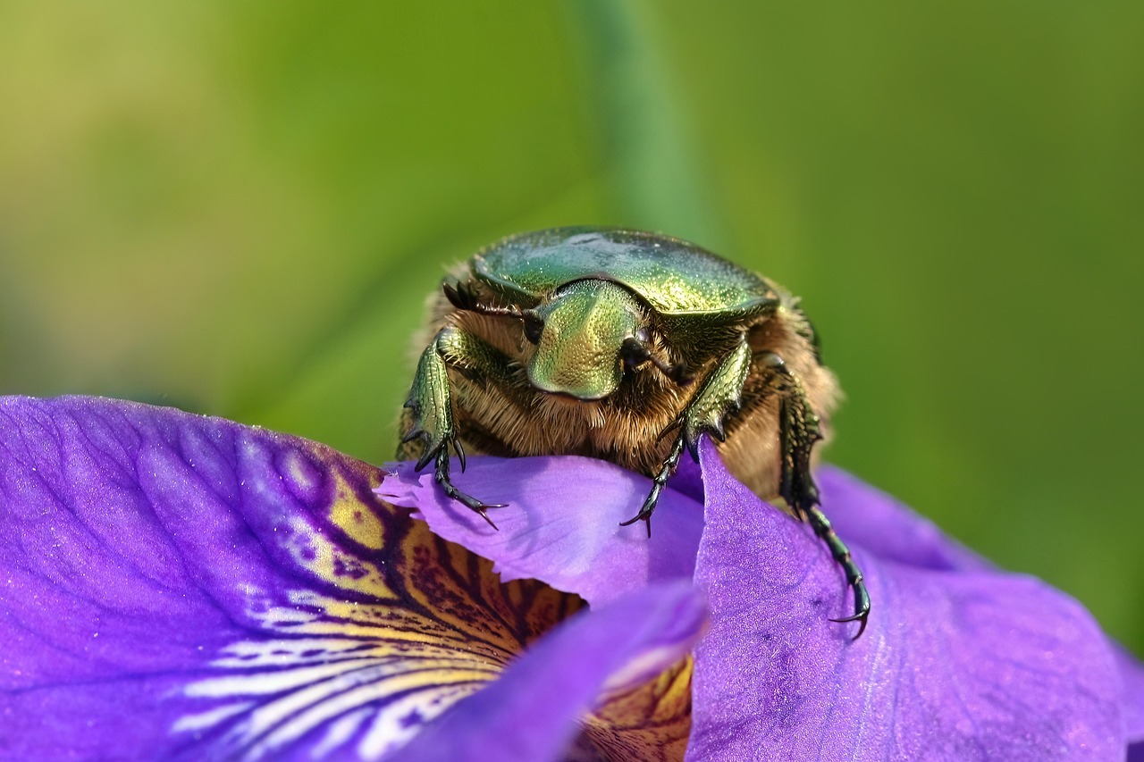 insect